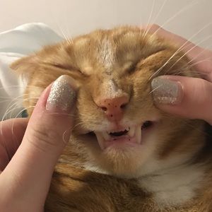 Meet your Posher, Lia